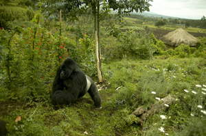BBC gorilla